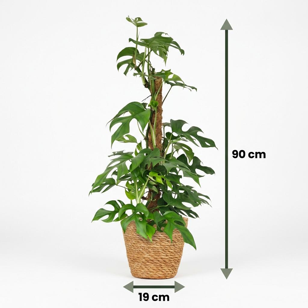 Monstera Minima am Moosstab kaufen | Ø 19 cm, Höhe 90 cm