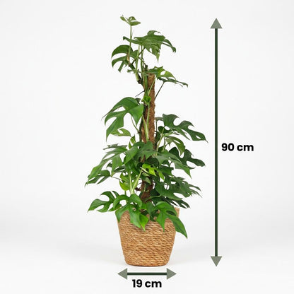Monstera Minima am Moosstab kaufen | Ø 19 cm, Höhe 90 cm