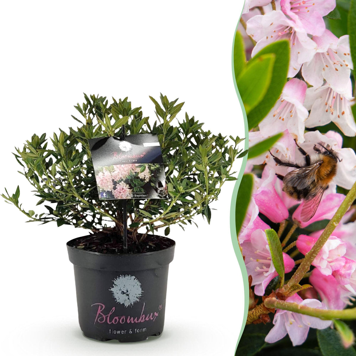 Hellrosa Rhododendron Bloombux im Topf, Höhe 45–55 cm, mit grünen Blättern, von Everspring.