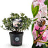 Hellrosa Rhododendron Bloombux im Topf, Höhe 45–55 cm, mit grünen Blättern, von Everspring.