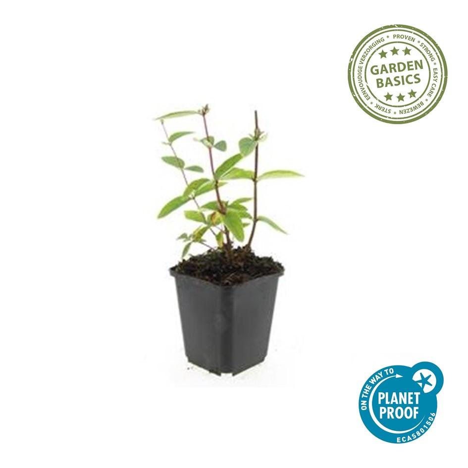 Sechs Everspring Hypericum inodorum &