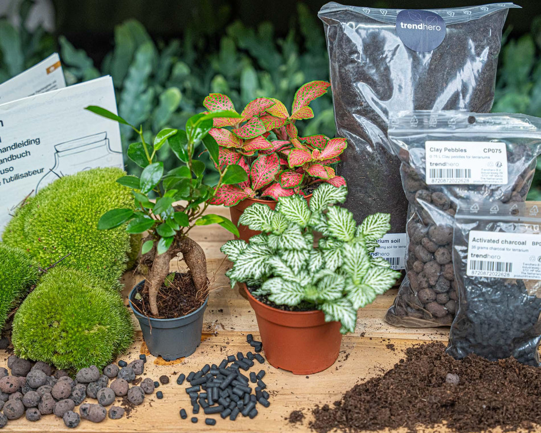 Nachfüllpackung für Pflanzenterrarien und Ficus Ginseng Bonsai Starterset von Everspring, inklusive Pflanzmaterial und Zubehör