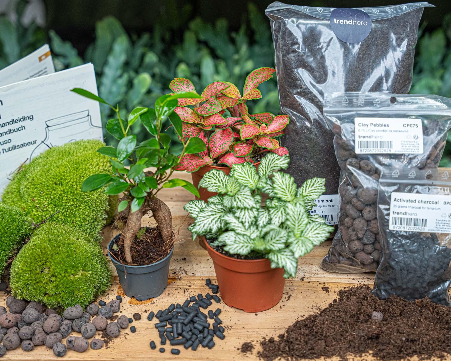 Nachfüllpackung für Pflanzenterrarien und Ficus Ginseng Bonsai Starterset von Everspring, inklusive Pflanzmaterial und Zubehör
