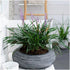 Liriope muscari &