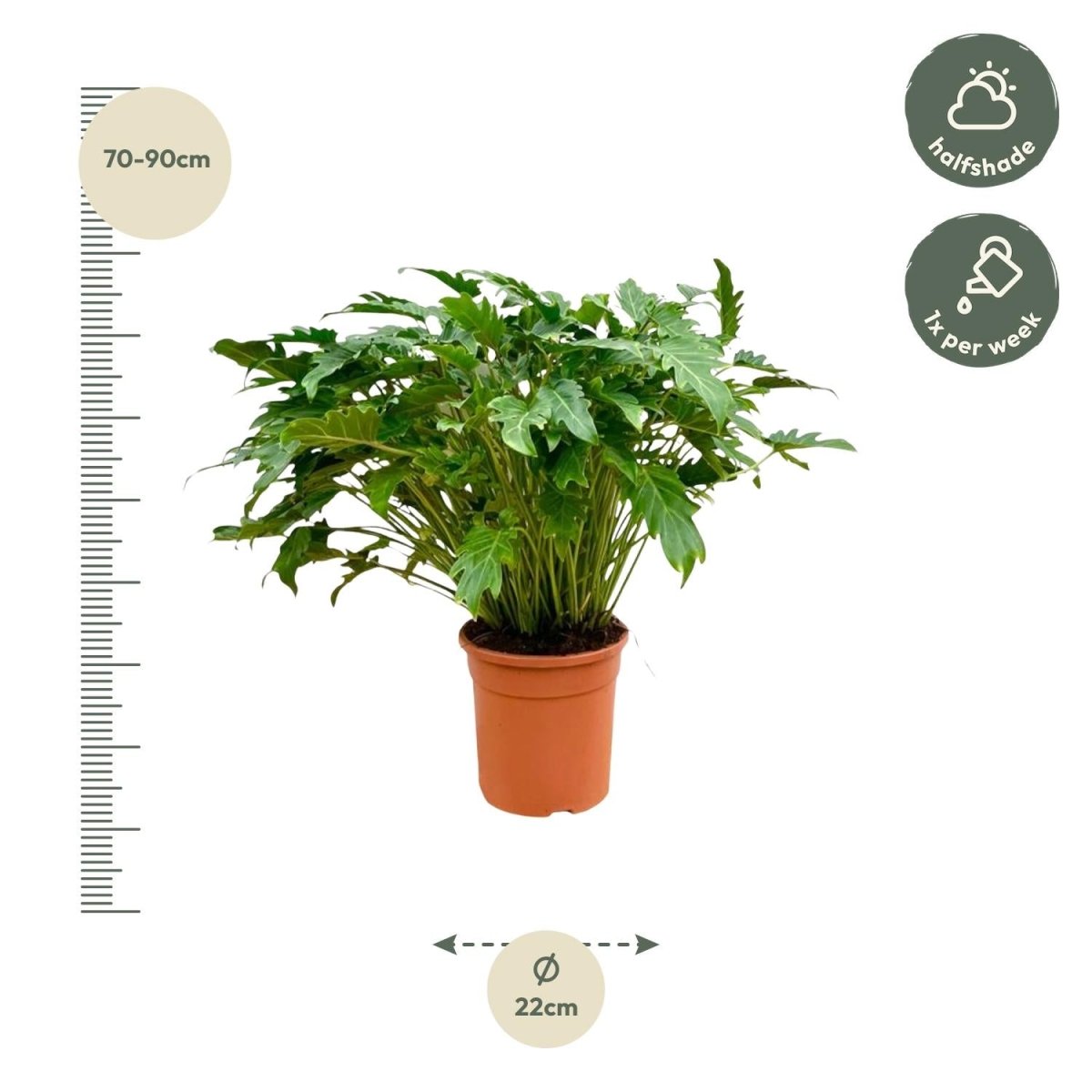 Philodendron Xanadu 60 cm - 80 cm | Tropische Zimmerpflanze – Immergrün &amp; Pflegeleicht - Wurzelwerk Design