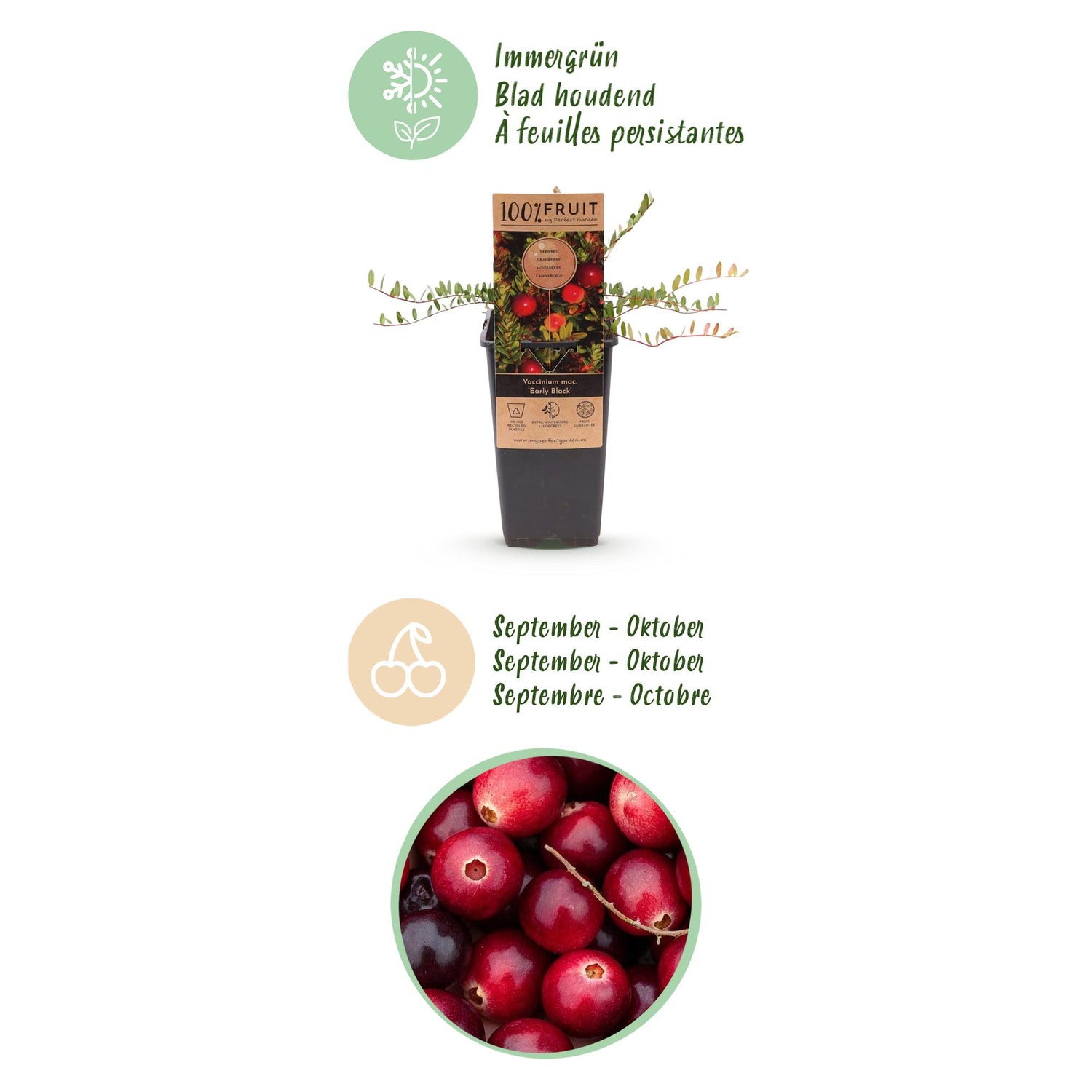 Zwei Cranberry-Pflanzen Vaccinium macrocarpon &