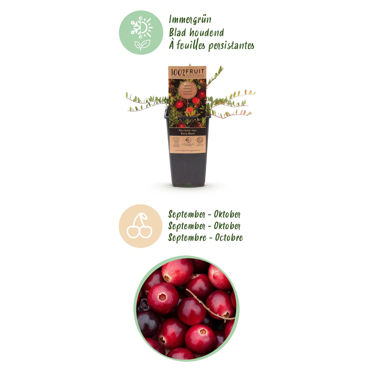 Zwei Cranberry-Pflanzen Vaccinium macrocarpon &