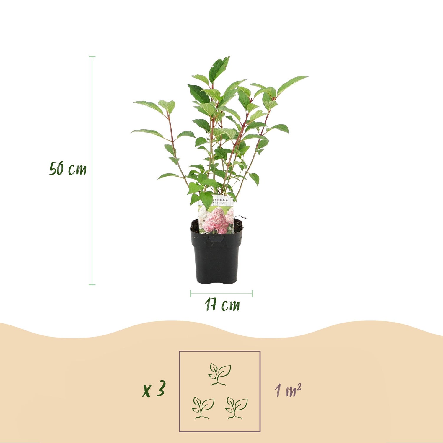 Rispenhortensie - Hydrangea panniculata Vanille Fraise - Blüte Weiß Rosa - 1 Pflanze - Laubabwerfend - Große Blumen - Topf 17cm Höhe 50cm