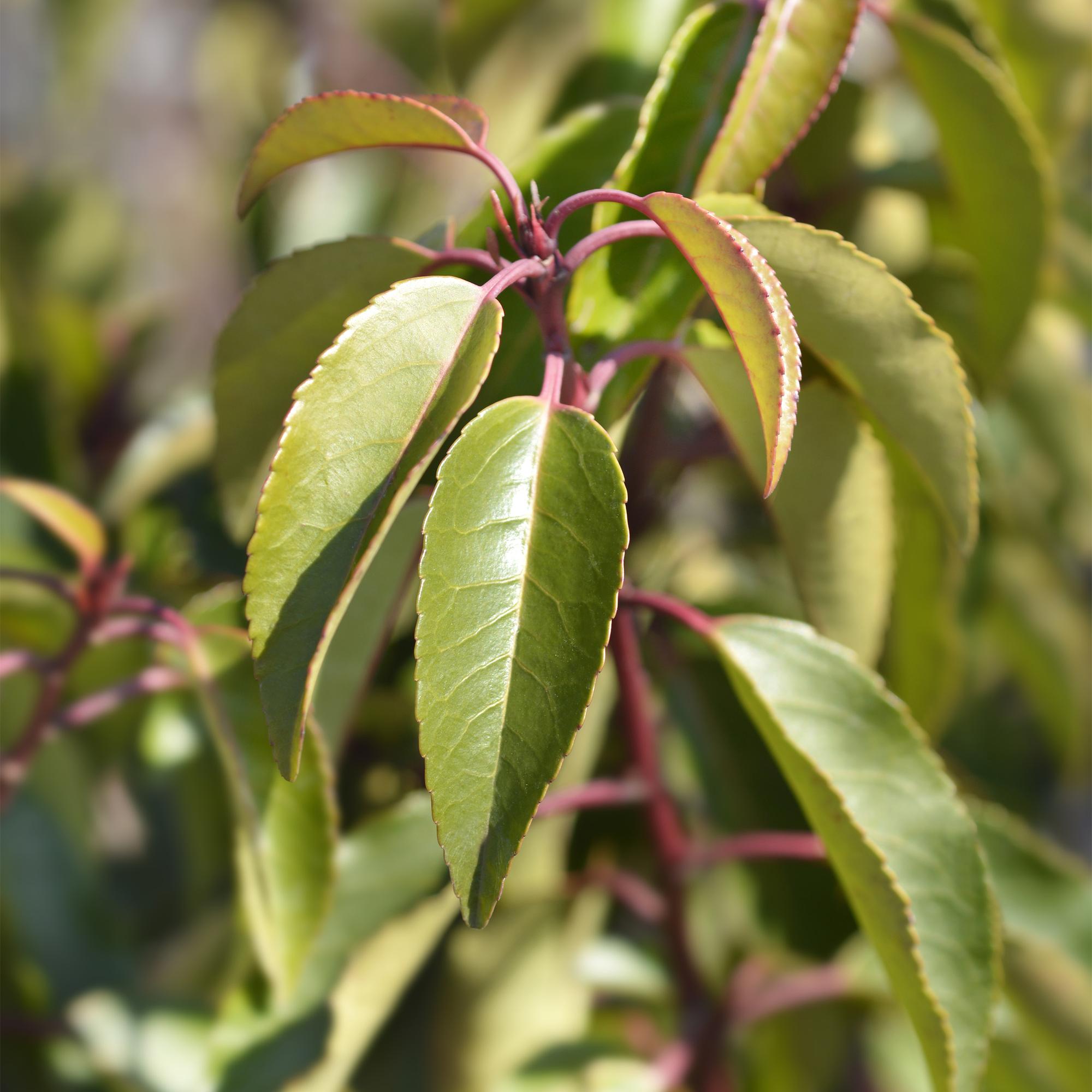Grüne Prunus lusitanica Angustifolia Heckenpflanzen in Töpfen, 6 Stück, immergrün, 50cm hoch, ideal für Hecken, Everspring