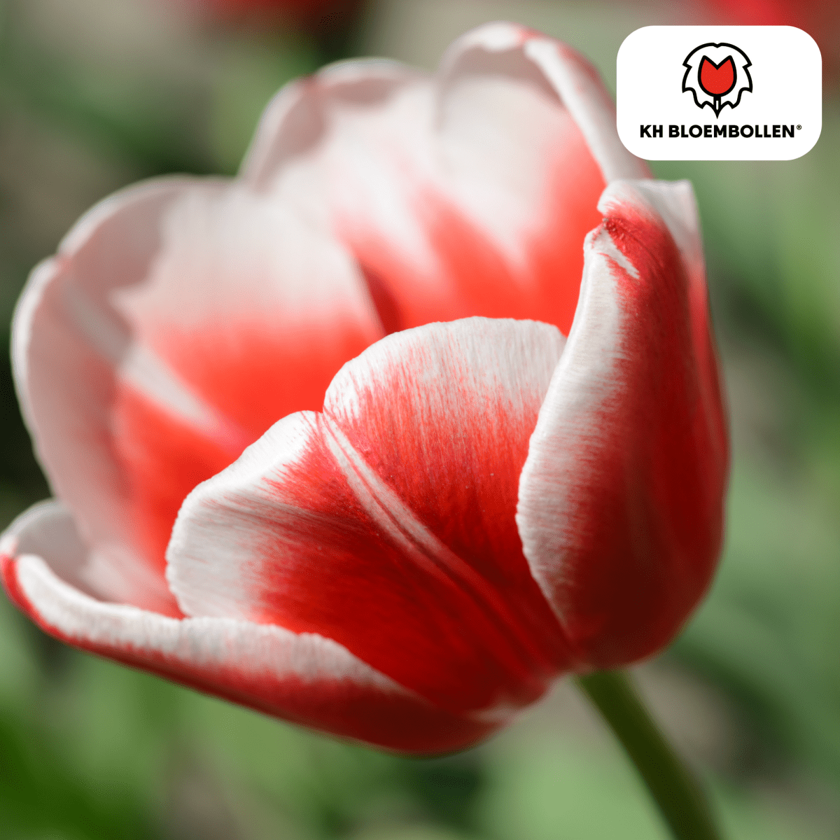 Candy Apple Delight Tulpen – 20 Zwiebeln | Rot - Weiße Frühlingspracht - Wurzelwerk Design