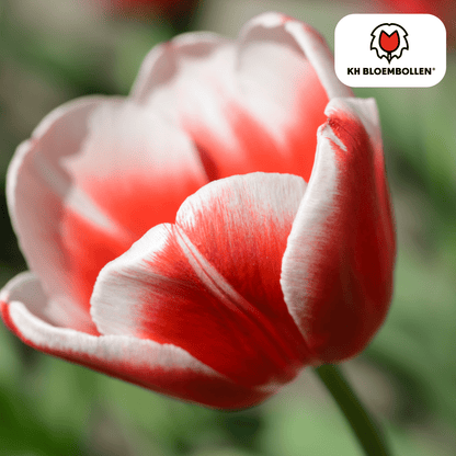 Candy Apple Delight Tulpen – 20 Zwiebeln | Rot - Weiße Frühlingspracht - Wurzelwerk Design