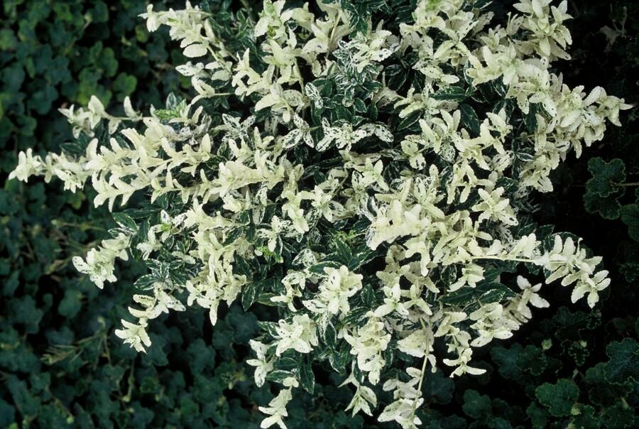 24x Euonymus fortunei &
