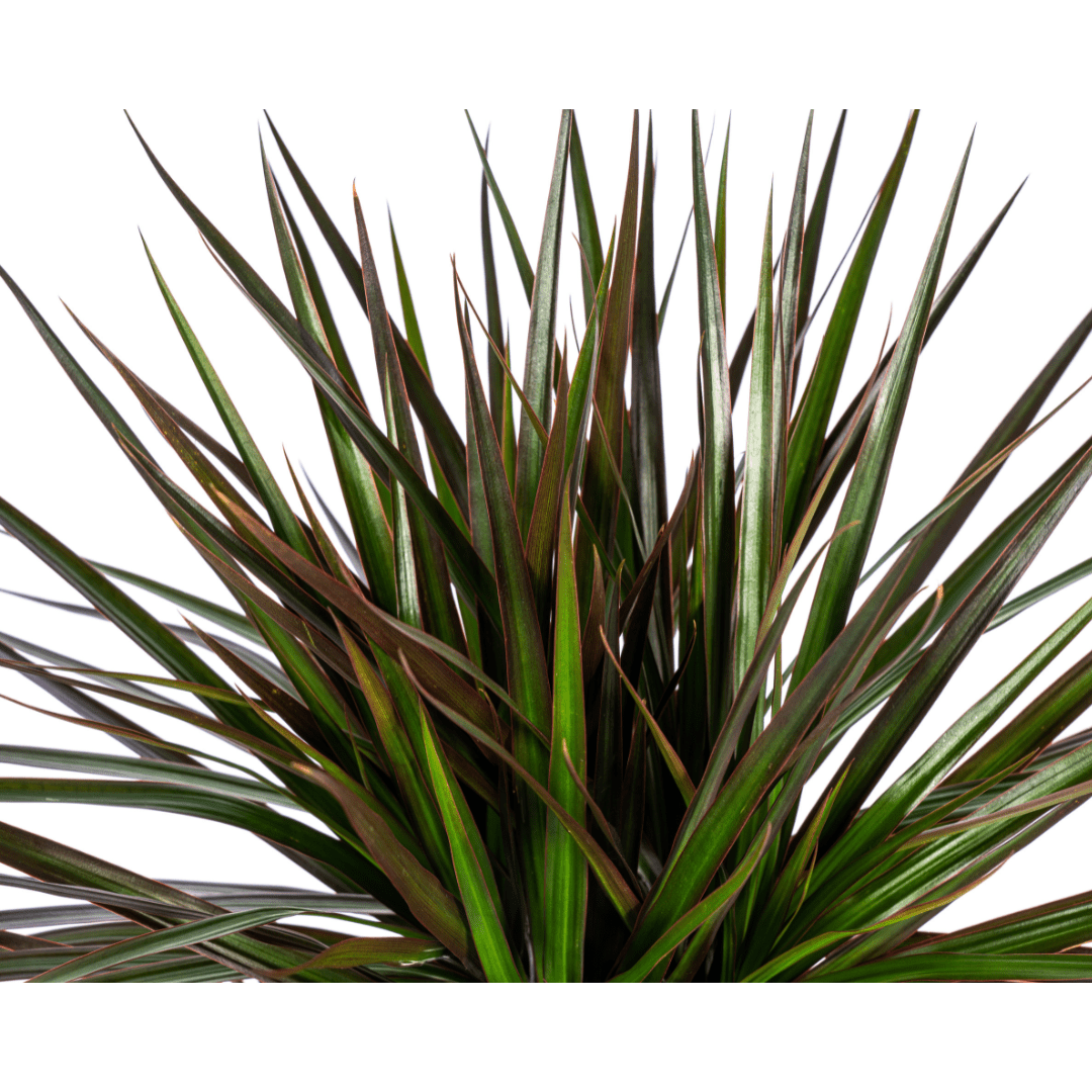 Dracaena marginata ‘Magenta’ – Exotische Zimmerpflanze - Wurzelwerk Design