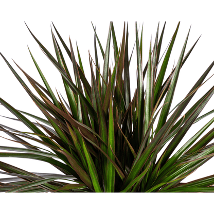 Dracaena marginata ‘Magenta’ – Exotische Zimmerpflanze - Wurzelwerk Design