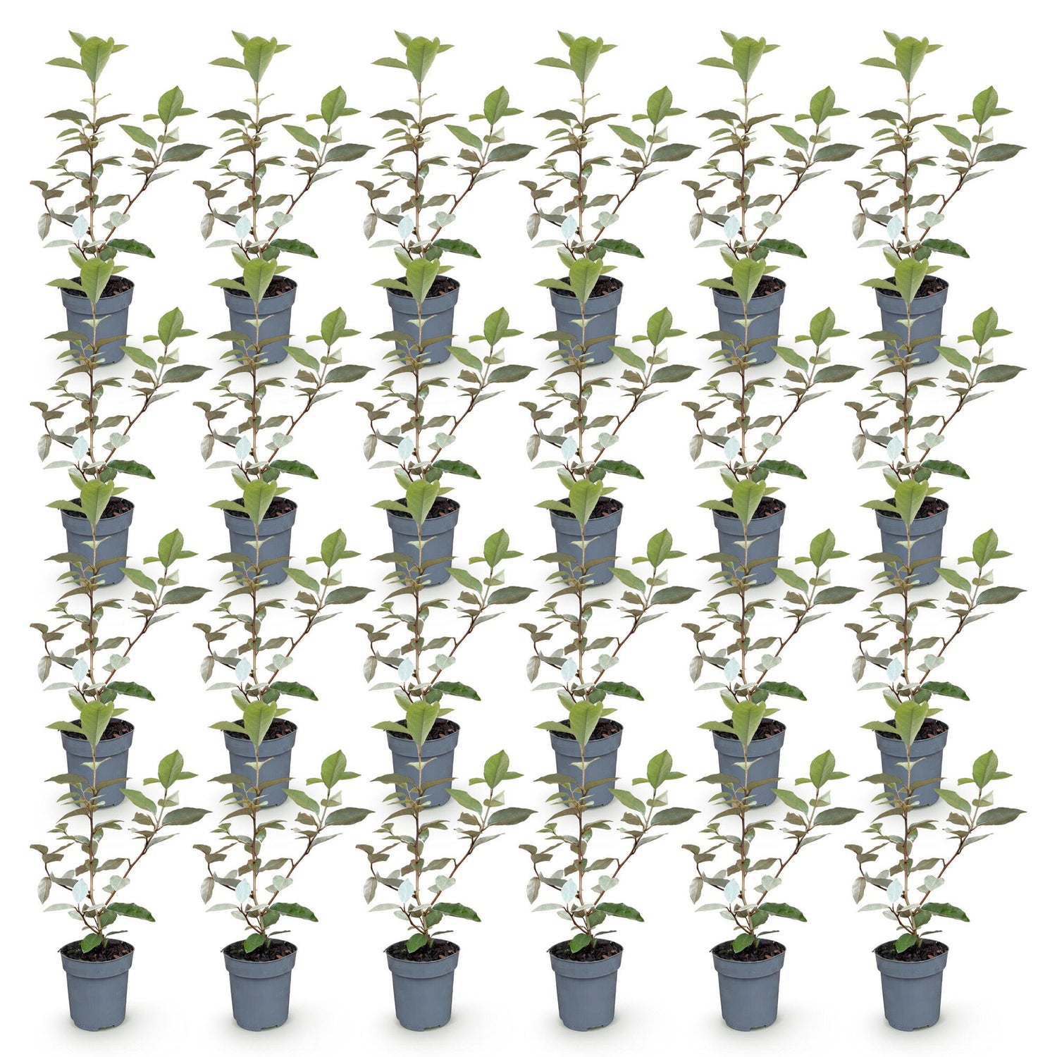 Ölweide Hecke kaufen | 24× Elaeagnus ebbingei Compacta