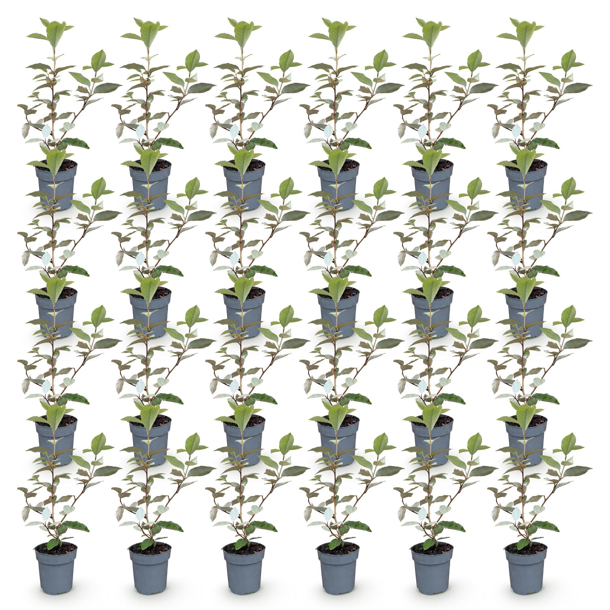 Ölweide Hecke kaufen | 24× Elaeagnus ebbingei Compacta