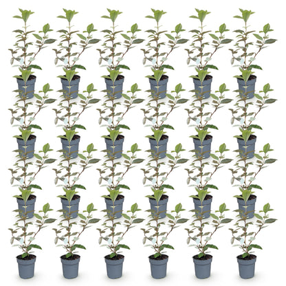 Ölweide Hecke kaufen | 24× Elaeagnus ebbingei Compacta
