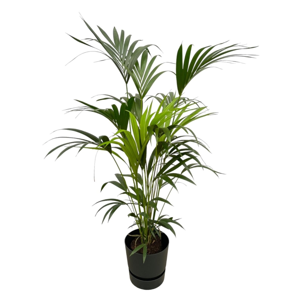 Kentia - Palme 160cm mit Topf – Elegante Zimmerpalme für stilvolles Grün - Wurzelwerk Design