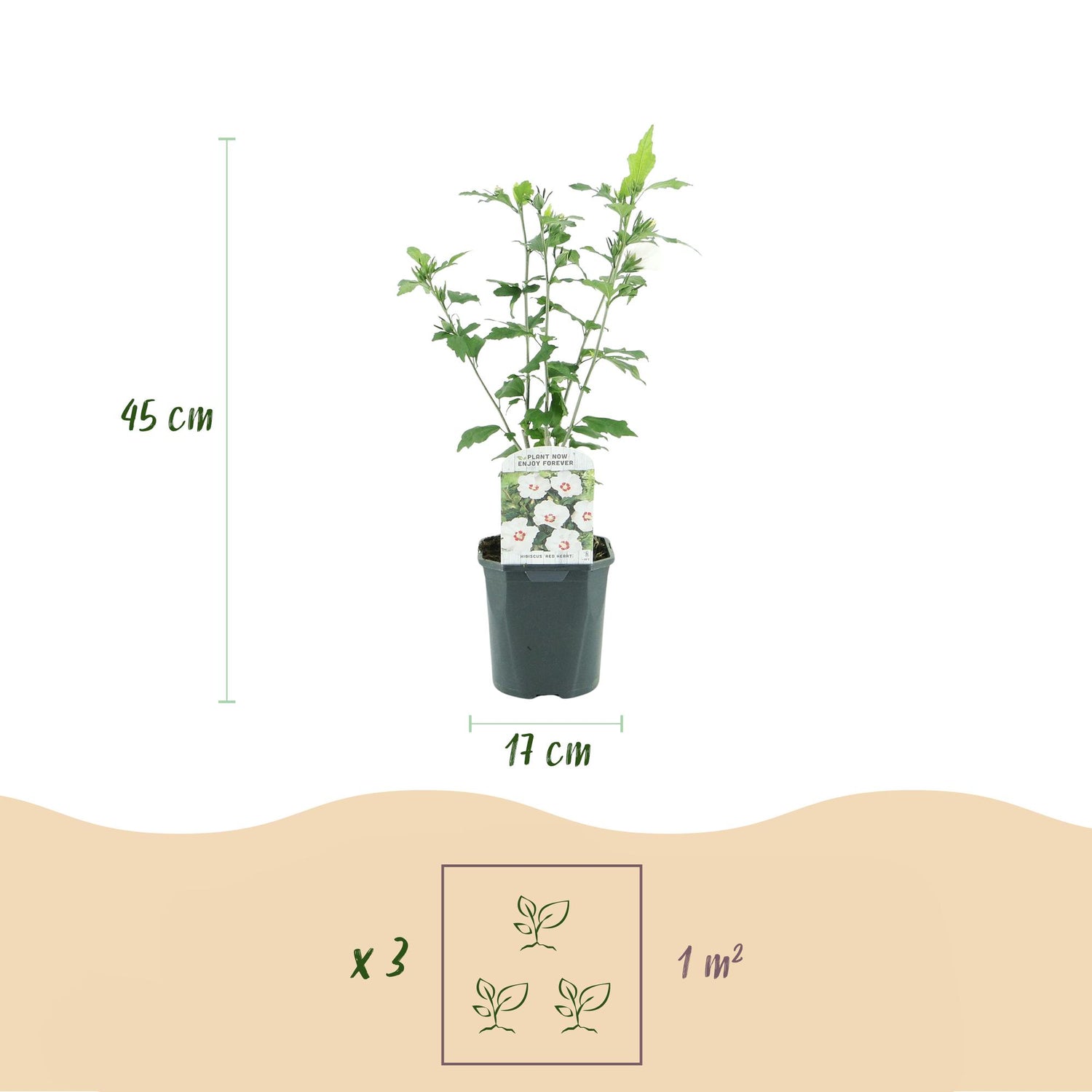 Hibiscus syriacus Red Heart - Blüte Weiß Mit Rotem Herzen - 1 Pflanze - Laubabwerfend - Wenig Pflege - Topf 17cm Höhe 45cm