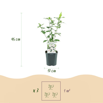 Hibiscus syriacus Red Heart - Blüte Weiß Mit Rotem Herzen - 1 Pflanze - Laubabwerfend - Wenig Pflege - Topf 17cm Höhe 45cm