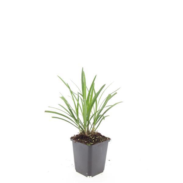 24x Liriope muscari &