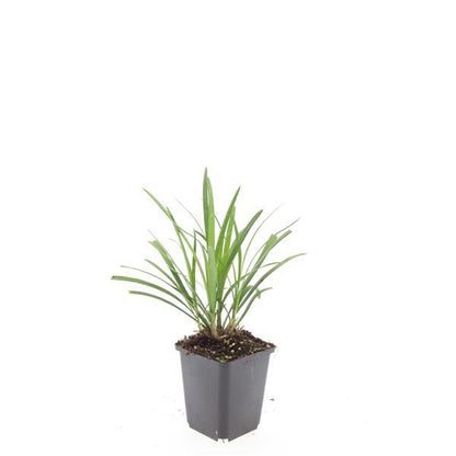 24x Liriope muscari &