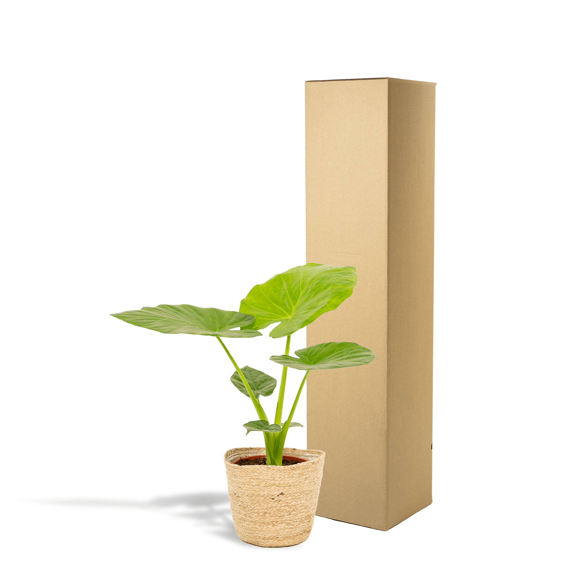 Everspring Alocasia macrorrhiza Pflanze 70 cm hoch, mit Korb, große grüne Blätter, für Innen- und Außenbereich