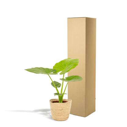Everspring Alocasia macrorrhiza Pflanze 70 cm hoch, mit Korb, große grüne Blätter, für Innen- und Außenbereich