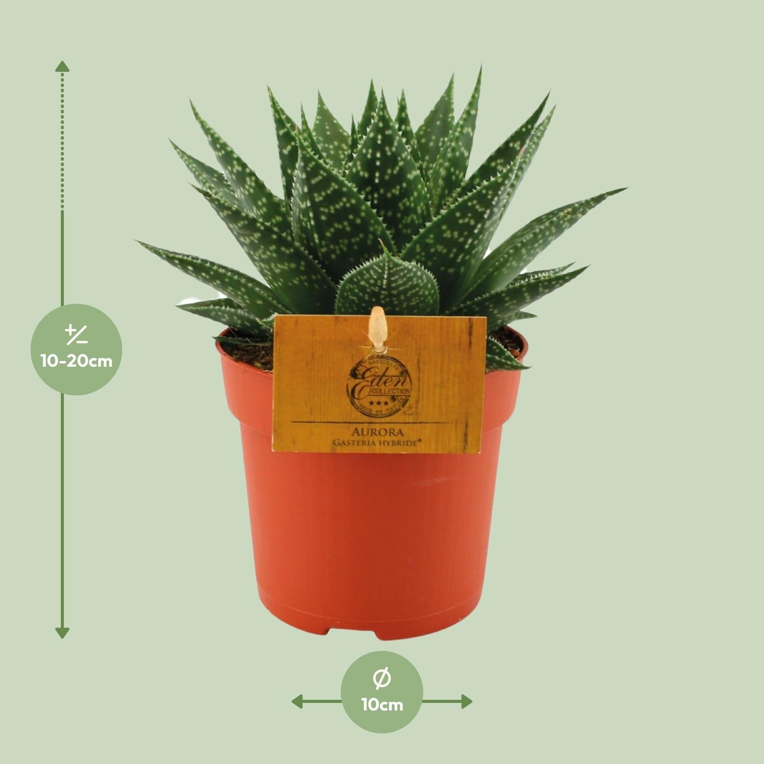 Everspring Gasteria Hybrid &