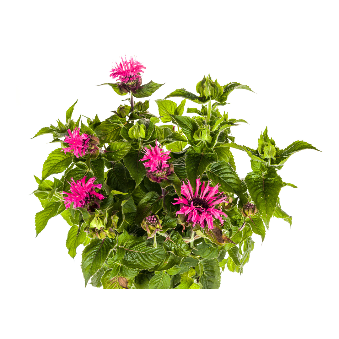 Indianernessel Monarda Didyma Pink Ø 19 cm - Höhe 45 - 60 cm - Wurzelwerk Design
