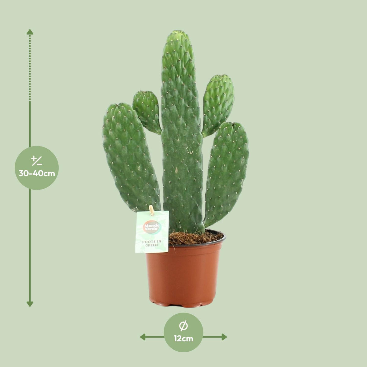 Everspring Opuntia Rubescens Consolea Pflanze, ca. 12 cm Durchmesser, 35 cm hoch, grüne Sukkulente mit rötlichen Akzenten