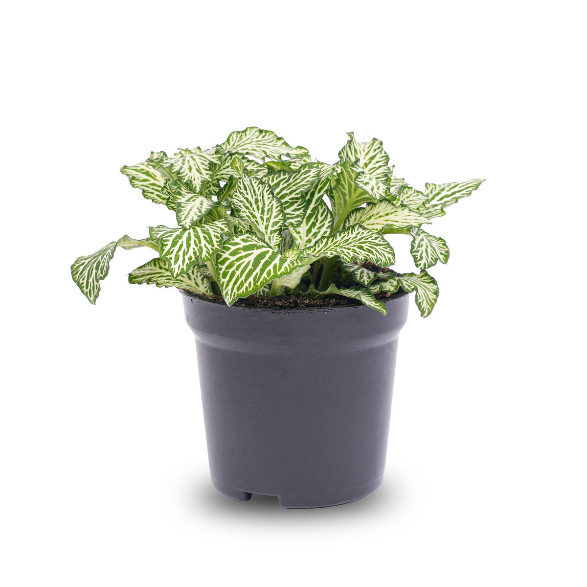 Fittonia White Tiger Mosaikpflanze im Terrarium, 8cm Pflanztopf, lebendige grüne Blätter mit weißen Mustern, Everspring.