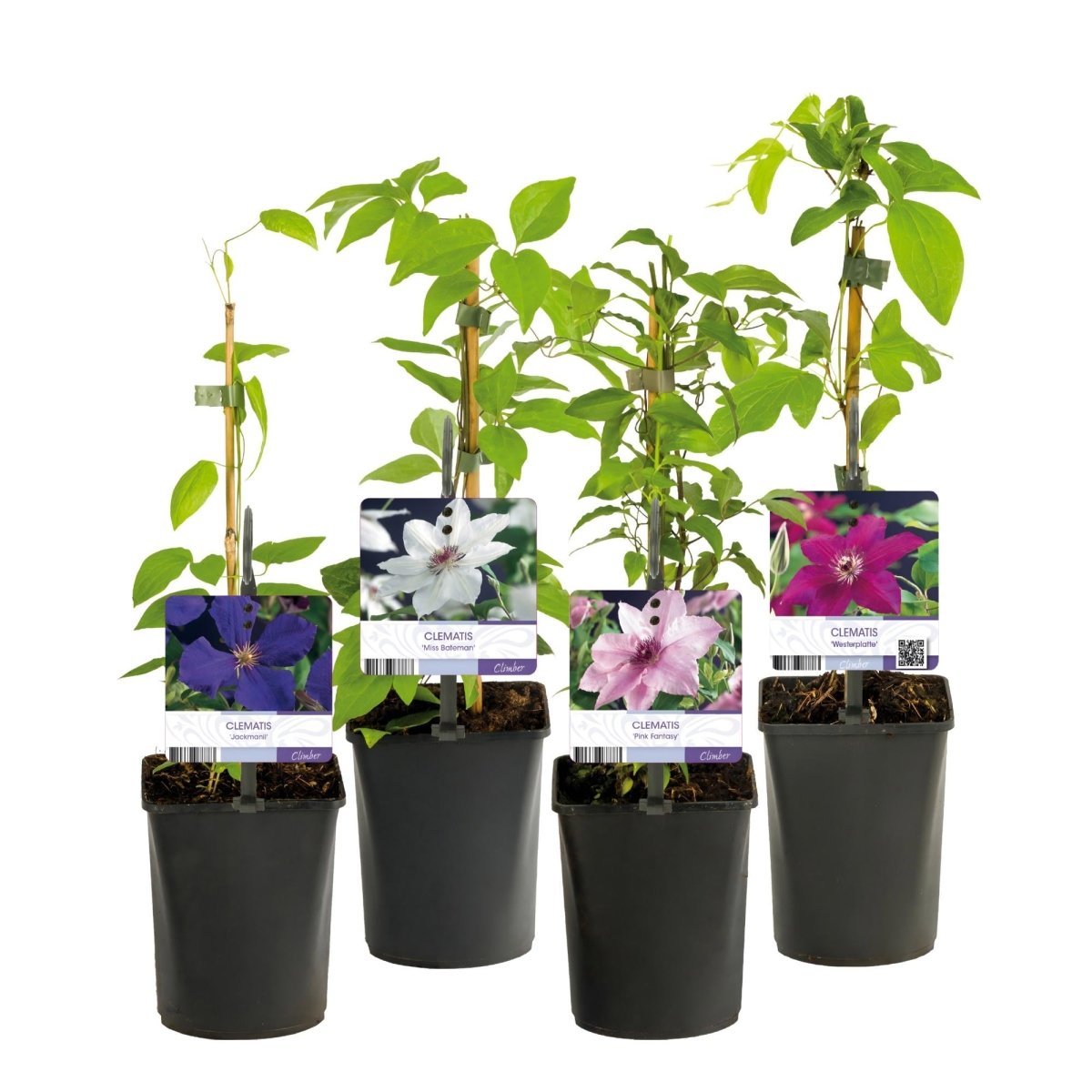 Clematis &