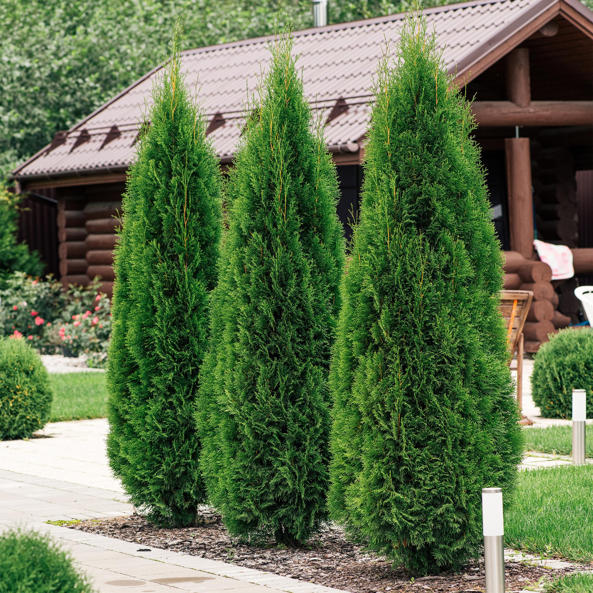 Lebensbaum Smaragd – Thuja occidentalis online kaufen | 6 Pflanzen für 1 m Hecke, immergrün &amp; winterhart – Wurzelwerk Design