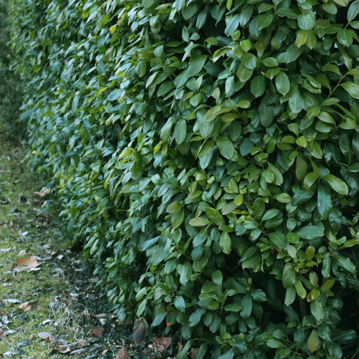 Kirschlorbeer Etna – Prunus laurocerasus online kaufen | 6 Pflanzen für 1 m Hecke, kompakt &amp; schnittarm – Wurzelwerk Design