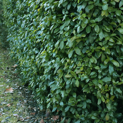 Kirschlorbeer Etna – Prunus laurocerasus online kaufen | 6 Pflanzen für 1 m Hecke, kompakt &amp; schnittarm – Wurzelwerk Design