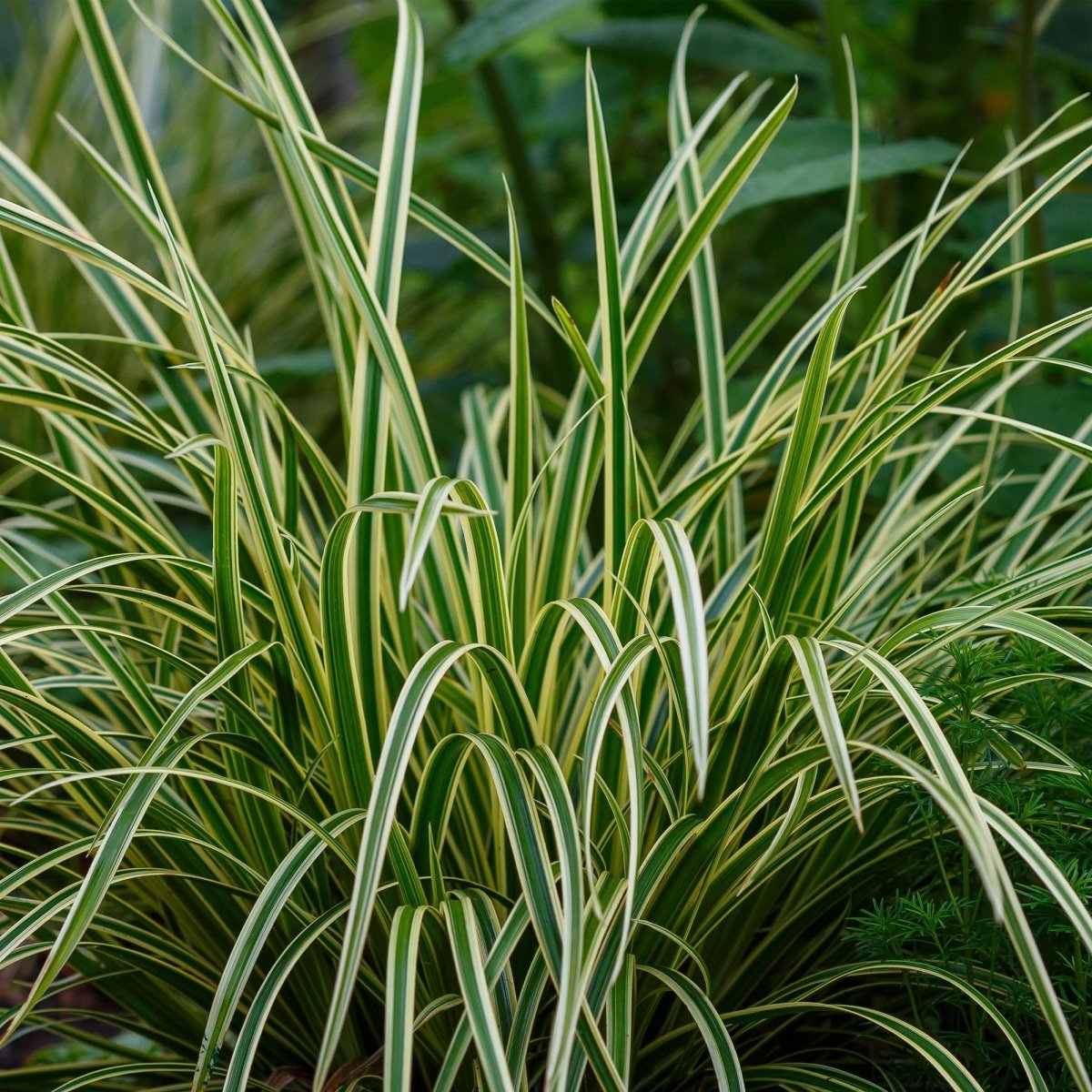 Carex morrowii &