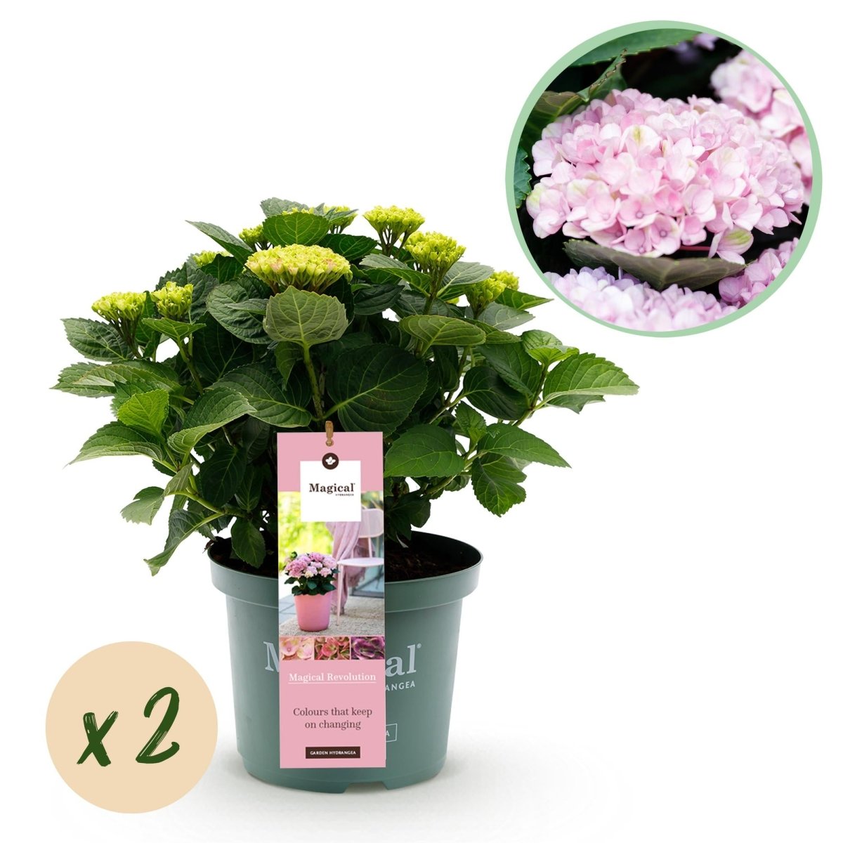 Hortensie Magical Revolution Pink – 2 Pflanzen – 6–10 Blüten – Ø23 cm Topf – Höhe ca. 55 cm - Wurzelwerk Design