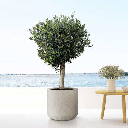 Jumbo Charlie Beige Washed - XS - D62 x H60 - Wurzelwerk Design