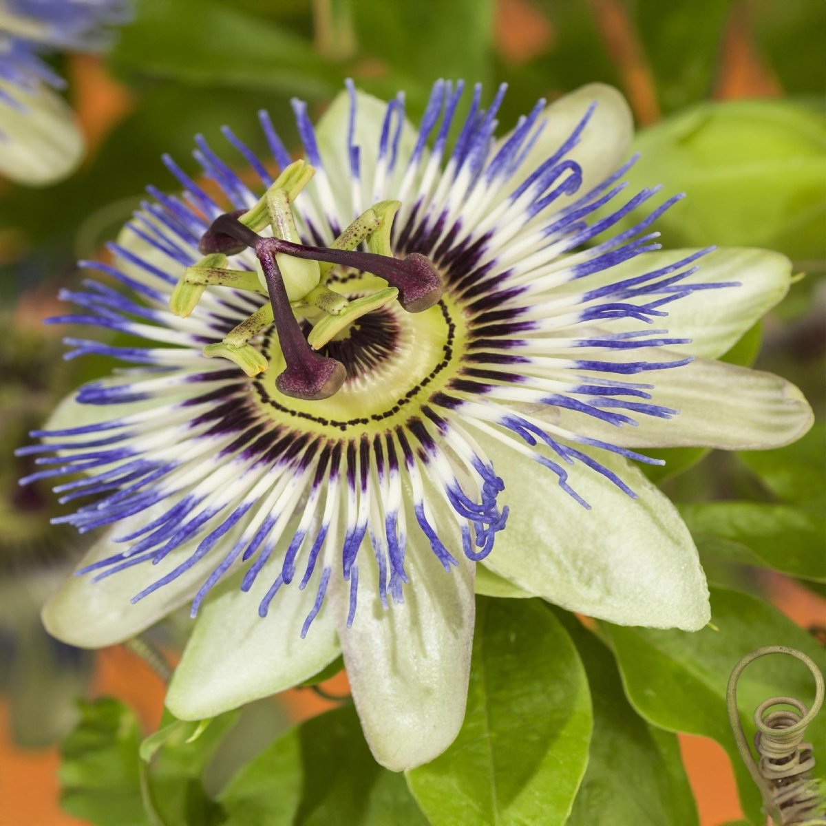 Passionsblume Passiflora caerulea | Blaue Blüten – 2 Pflanzen 40 cm Ø11 cm Topf - Wurzelwerk Design
