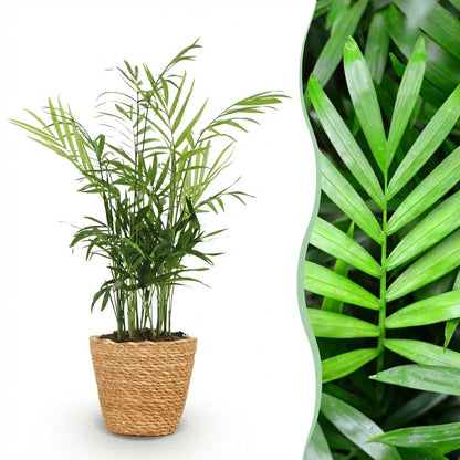 Goldpalme kaufen | Chamaedorea elegans – haustierfreundlich, Topf Ø 12 cm - Wurzelwerk Design