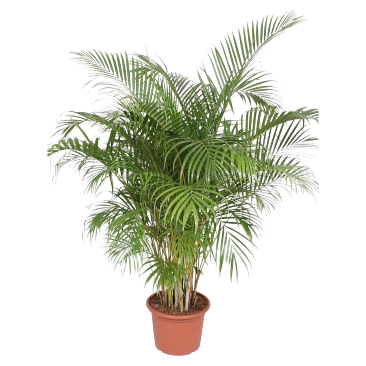 Areca Palme (Dypsis lutescens) 150 cm oder 230 cm - Wurzelwerk Design