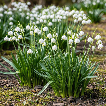 Everspring Blumenzwiebeln Leucojum Aestivum, 20 weiße Zwiebeln, Größe 8/9, frische Pflanzzwiebeln für den Garten