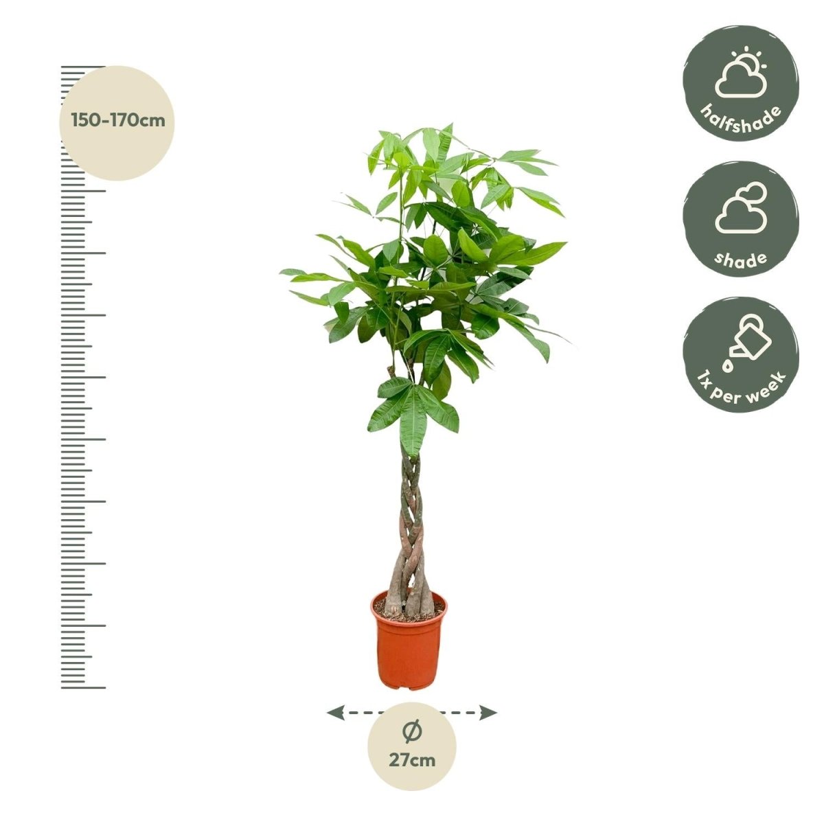Pachira aquatica 140 cm | Glückskastanie im Ø27 cm - Wurzelwerk Design