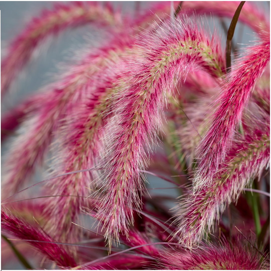 Pennisetum &