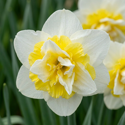 Gefüllte Narzisse Ice King – Narcissus online kaufen | 10 bis 80 Blumenzwiebeln, weiß-gelb &amp; gefüllt – Wurzelwerk Design