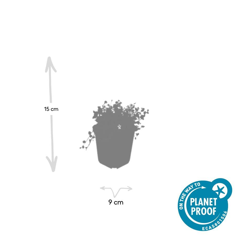 Isotoma fluviatilis &