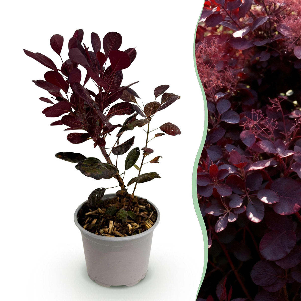 Grüne Gartenpflanze Cotinus coggyria Lilla von Everspring, lila Laubabwerfende Pflanze in 12cm Topf, Höhe 35cm.