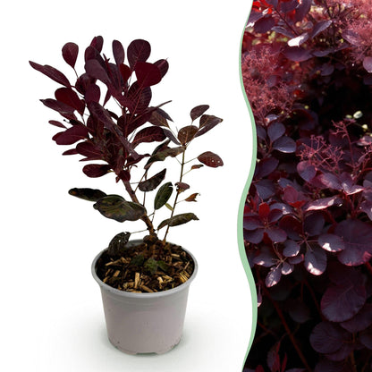 Grüne Gartenpflanze Cotinus coggyria Lilla von Everspring, lila Laubabwerfende Pflanze in 12cm Topf, Höhe 35cm.