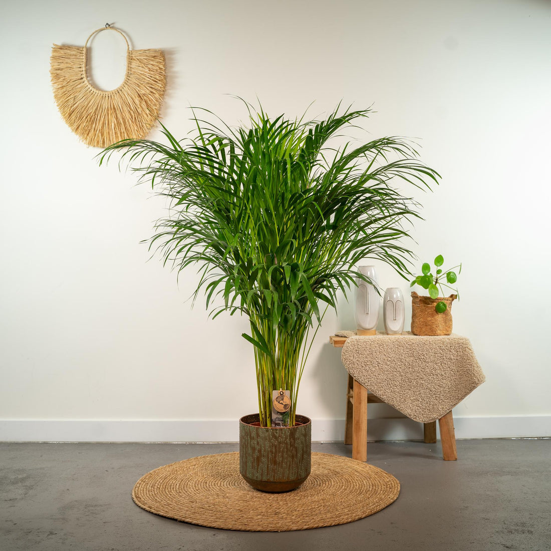 Everspring Areca-Palme in Topf, ca. 110cm hoch, grüne Blätter, perfekte Zimmerpflanze, Thumbnail-Image